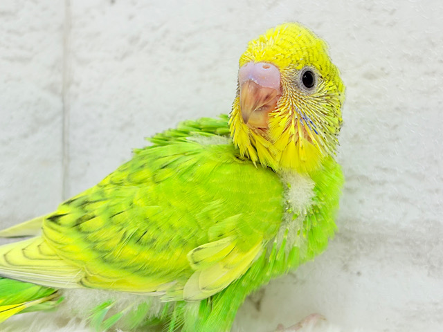 フレッシュ爽やか森林グリーン🐣🍃セキセイインコ(スパングル) ヒナ