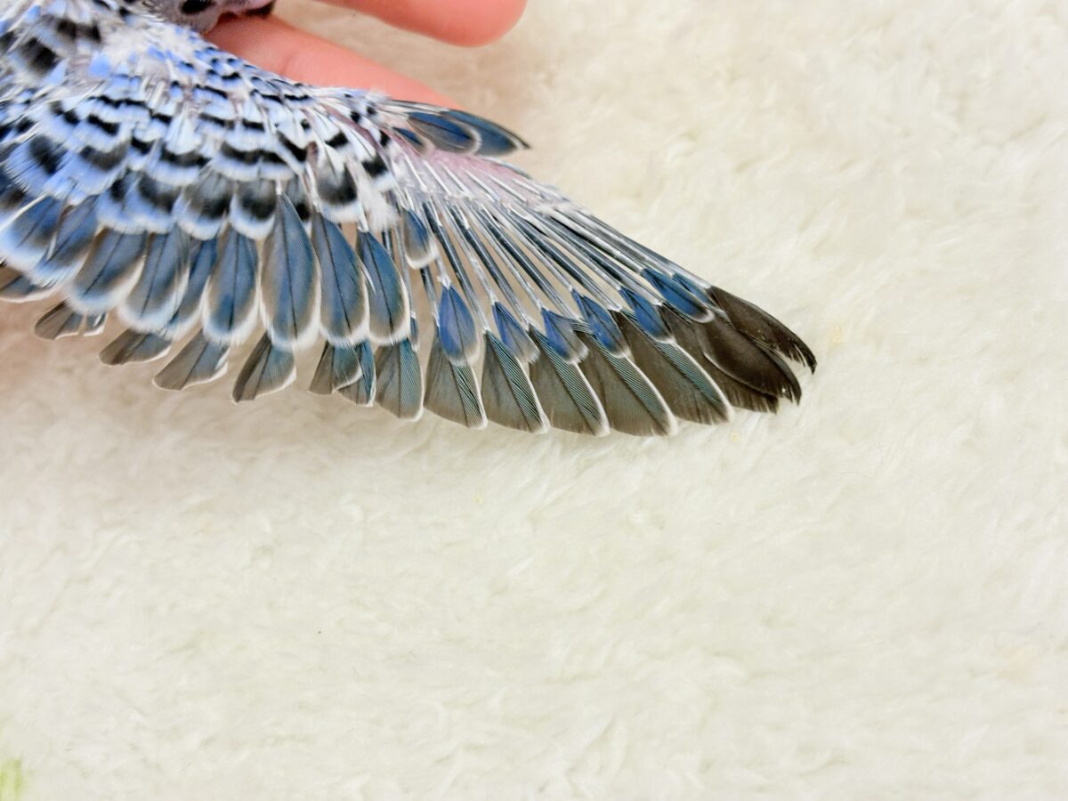 【最新画像更新🪄︎︎】幼さいっぱい!魅力いっぱい!!!セキセイインコ(オパーリン) ヒナ セキセイインコ