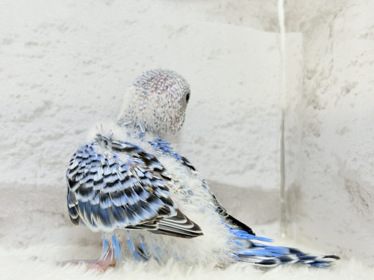 【最新画像更新🪄︎︎】幼さいっぱい!魅力いっぱい!!!セキセイインコ(オパーリン) ヒナ セキセイインコ
