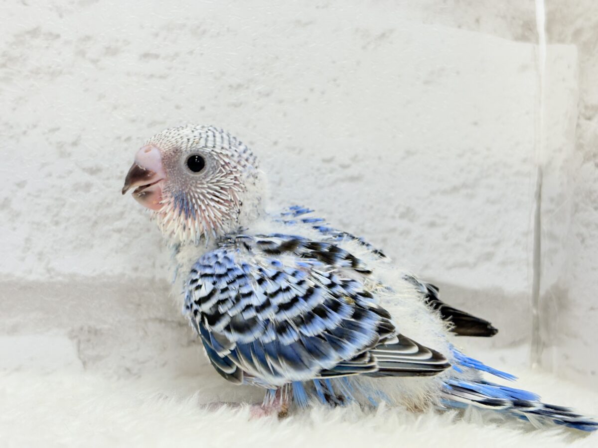 セキセイインコ