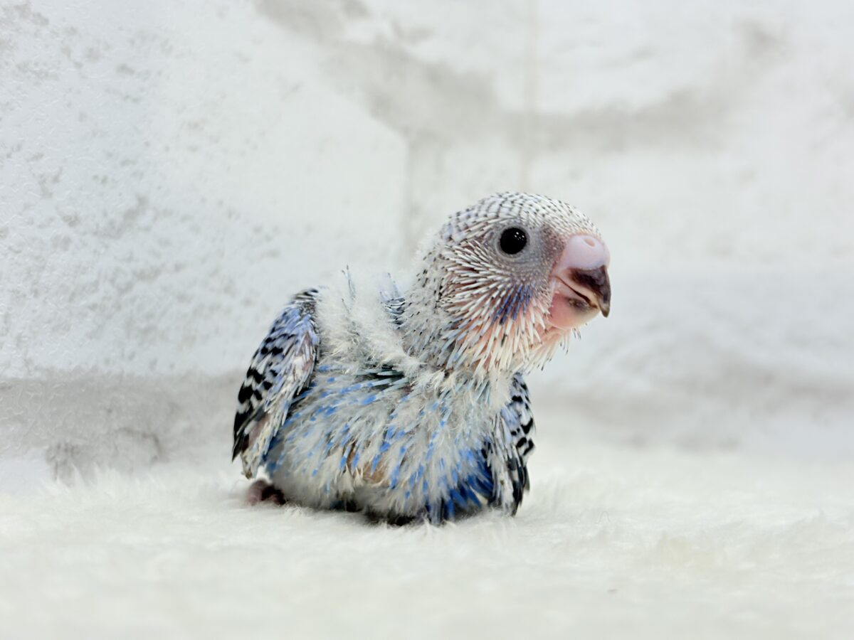【最新画像更新🪄︎︎】幼さいっぱい!魅力いっぱい!!!セキセイインコ(オパーリン) ヒナ セキセイインコ
