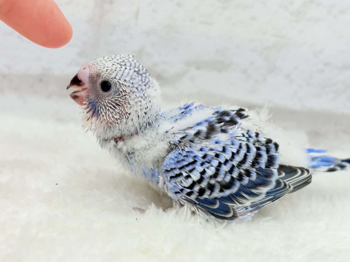 【最新画像更新🪄︎︎】幼さいっぱい!魅力いっぱい!!!セキセイインコ(オパーリン) ヒナ セキセイインコ
