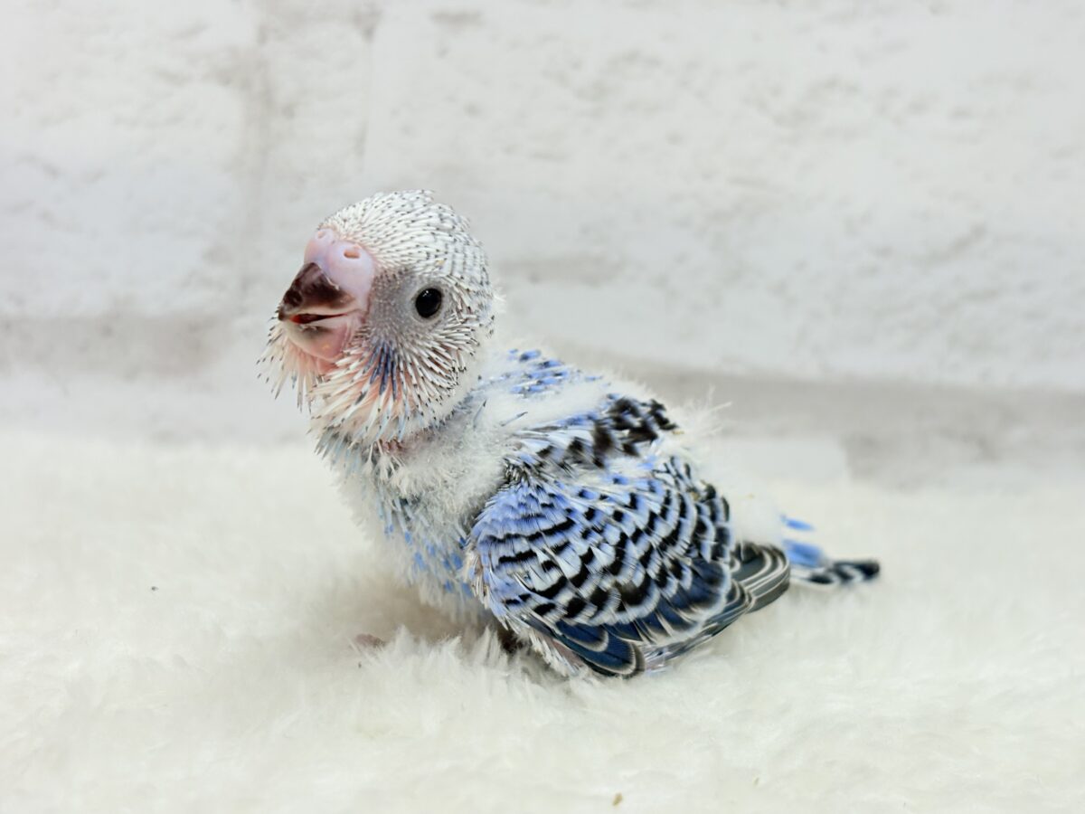 【最新画像更新🪄︎︎】幼さいっぱい!魅力いっぱい!!!セキセイインコ(オパーリン) ヒナ セキセイインコ