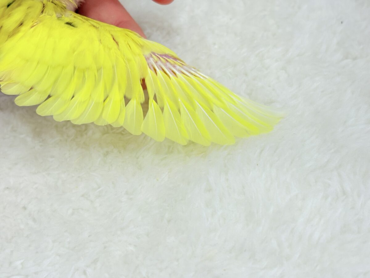 毎日違って毎日楽しい🐣♬セキセイインコ(黄色ハルクイン) ヒナ セキセイインコ
