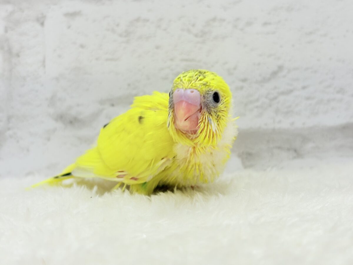 セキセイインコ