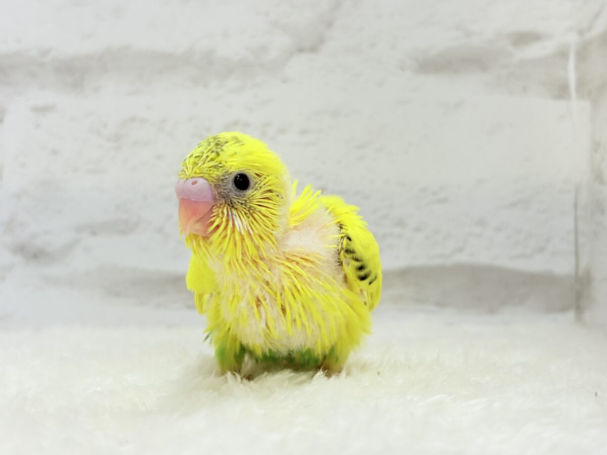 セキセイインコ