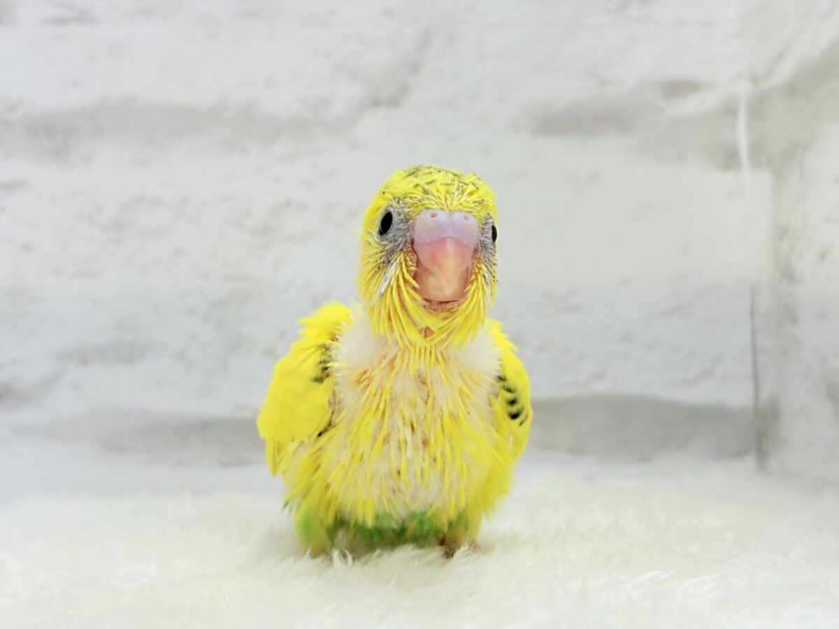 毎日違って毎日楽しい🐣♬セキセイインコ(黄色ハルクイン) ヒナ セキセイインコ