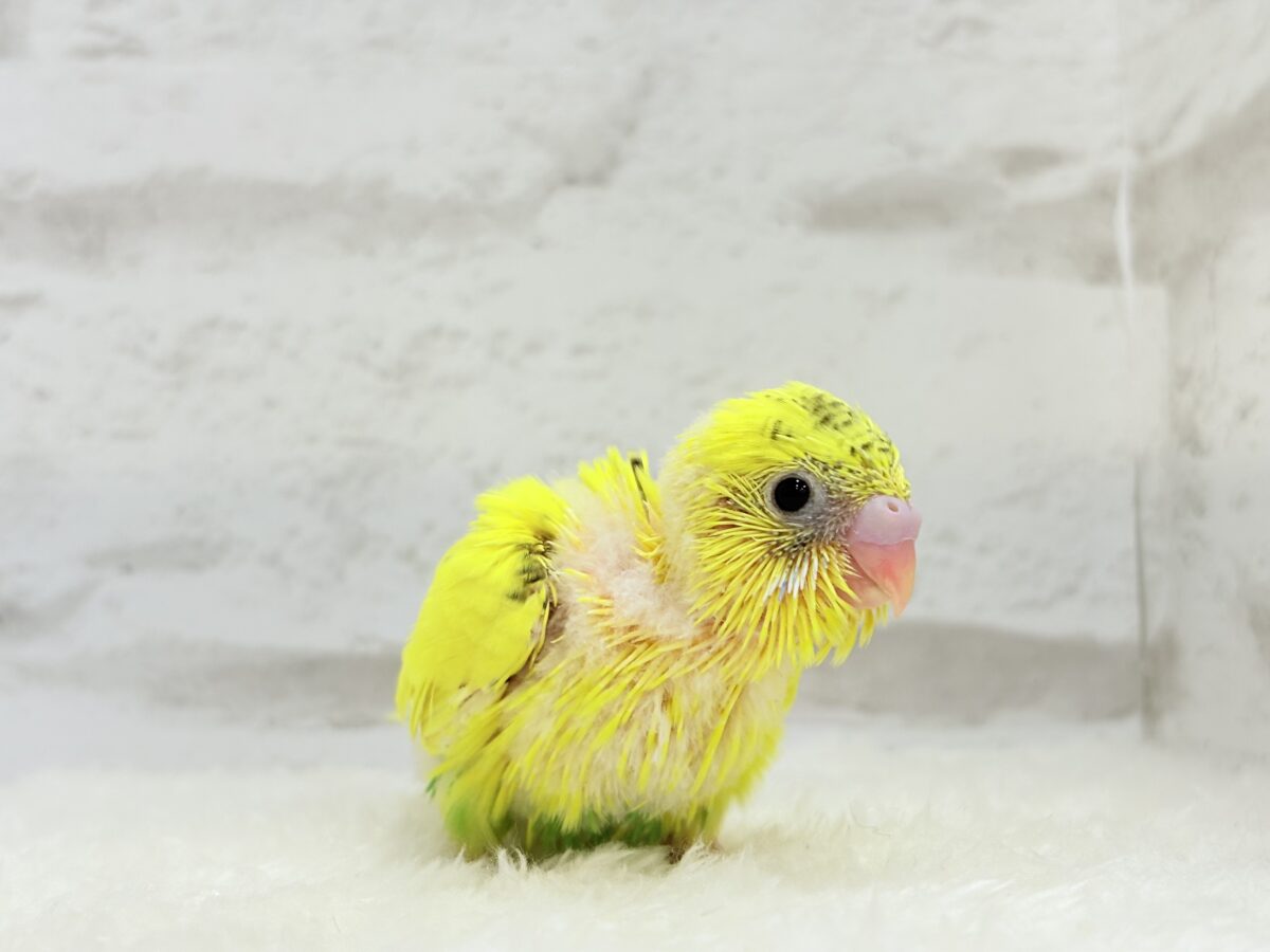 毎日違って毎日楽しい🐣♬セキセイインコ(黄色ハルクイン) ヒナ セキセイインコ