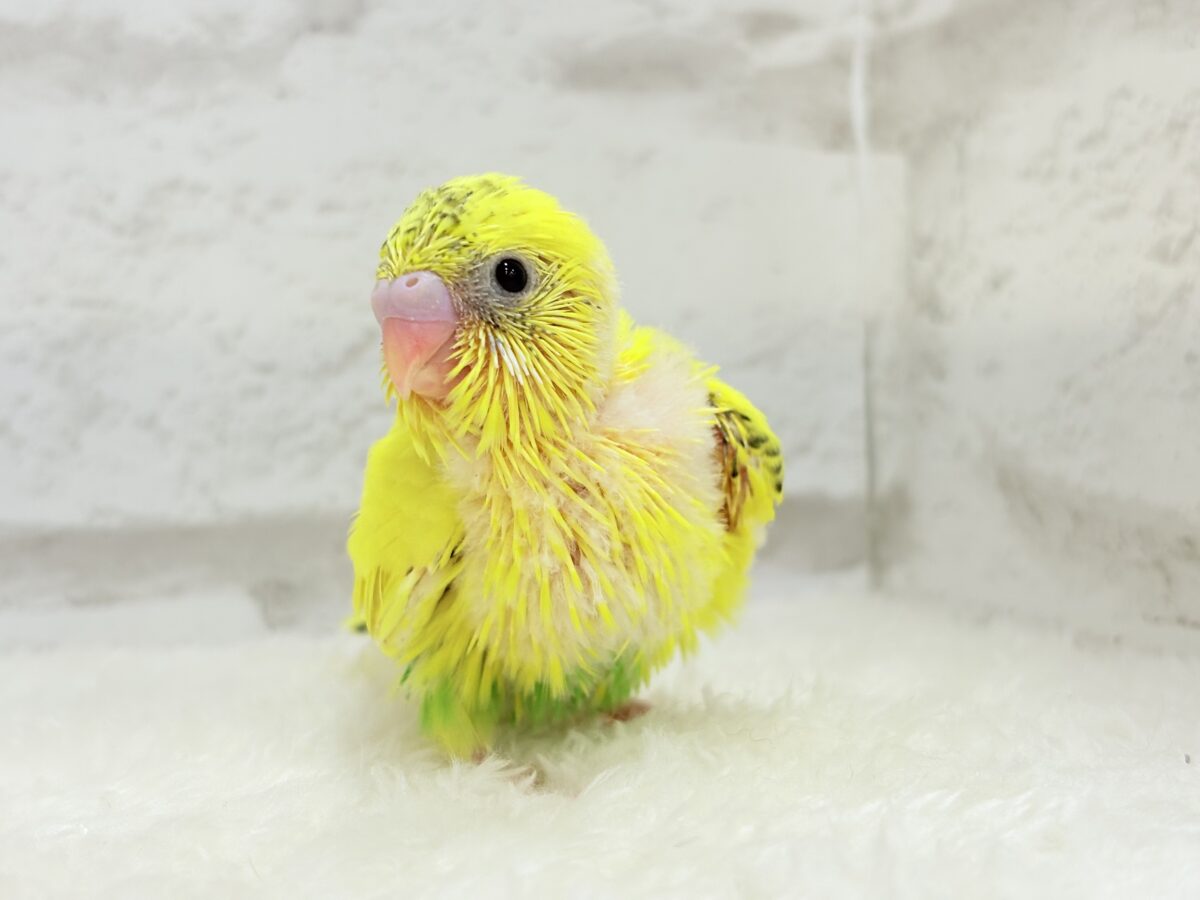毎日違って毎日楽しい🐣♬セキセイインコ(黄色ハルクイン) ヒナ セキセイインコ