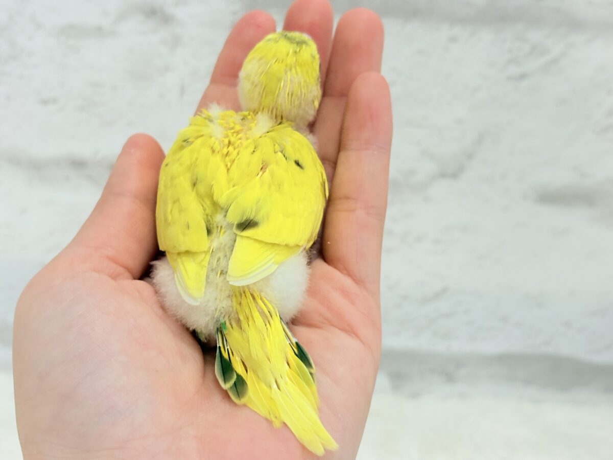 セキセイインコ