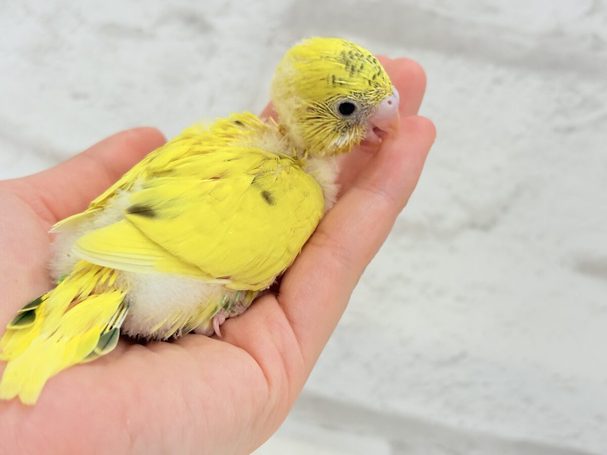 毎日違って毎日楽しい🐣♬セキセイインコ(黄色ハルクイン) ヒナ セキセイインコ