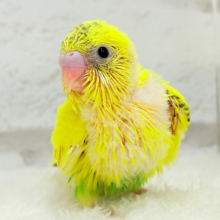 毎日違って毎日楽しい🐣♬セキセイインコ(黄色ハルクイン) ヒナ