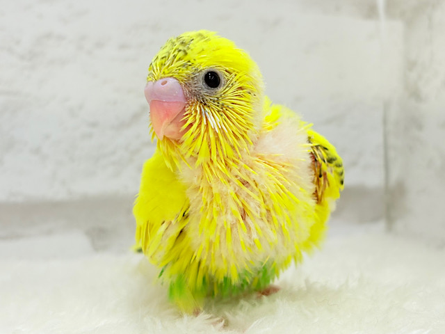 毎日違って毎日楽しい🐣♬セキセイインコ(黄色ハルクイン) ヒナ