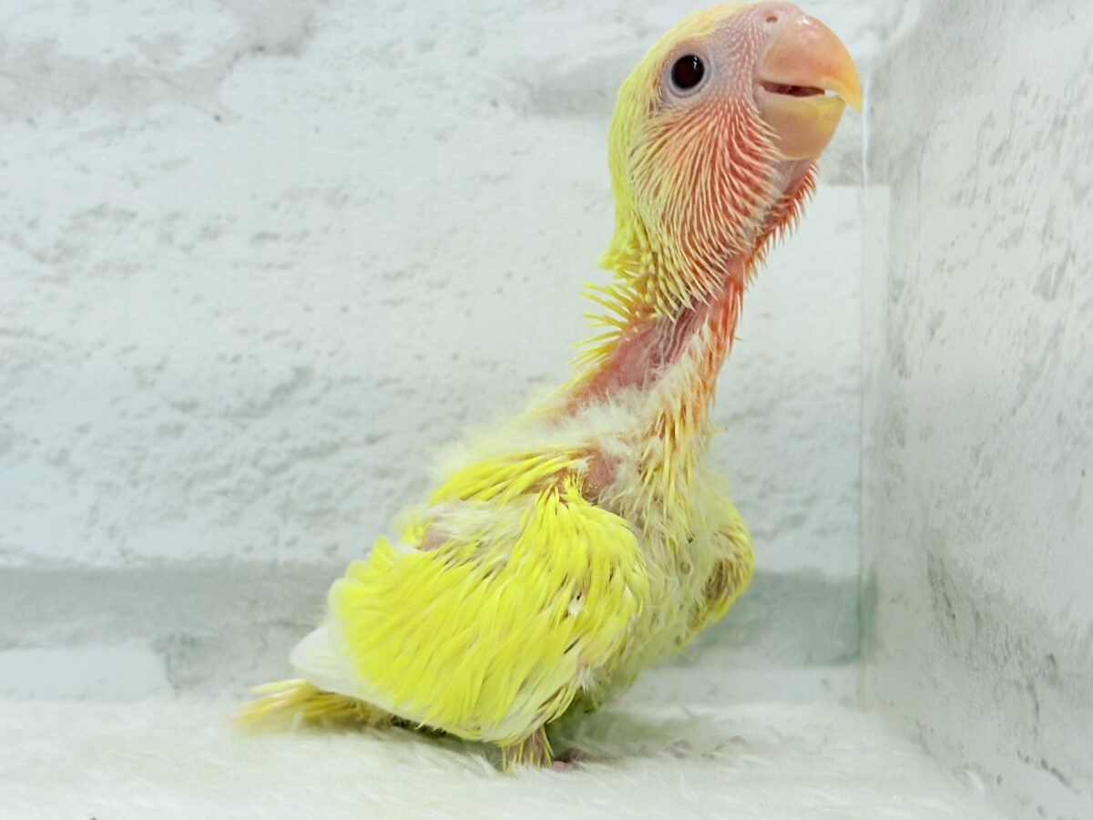 【最新画像更新🪄】フレッシュ果汁120%🐣🍋🫧コザクラインコ(ルチノー) ヒナ コザクラインコ(小桜インコ)