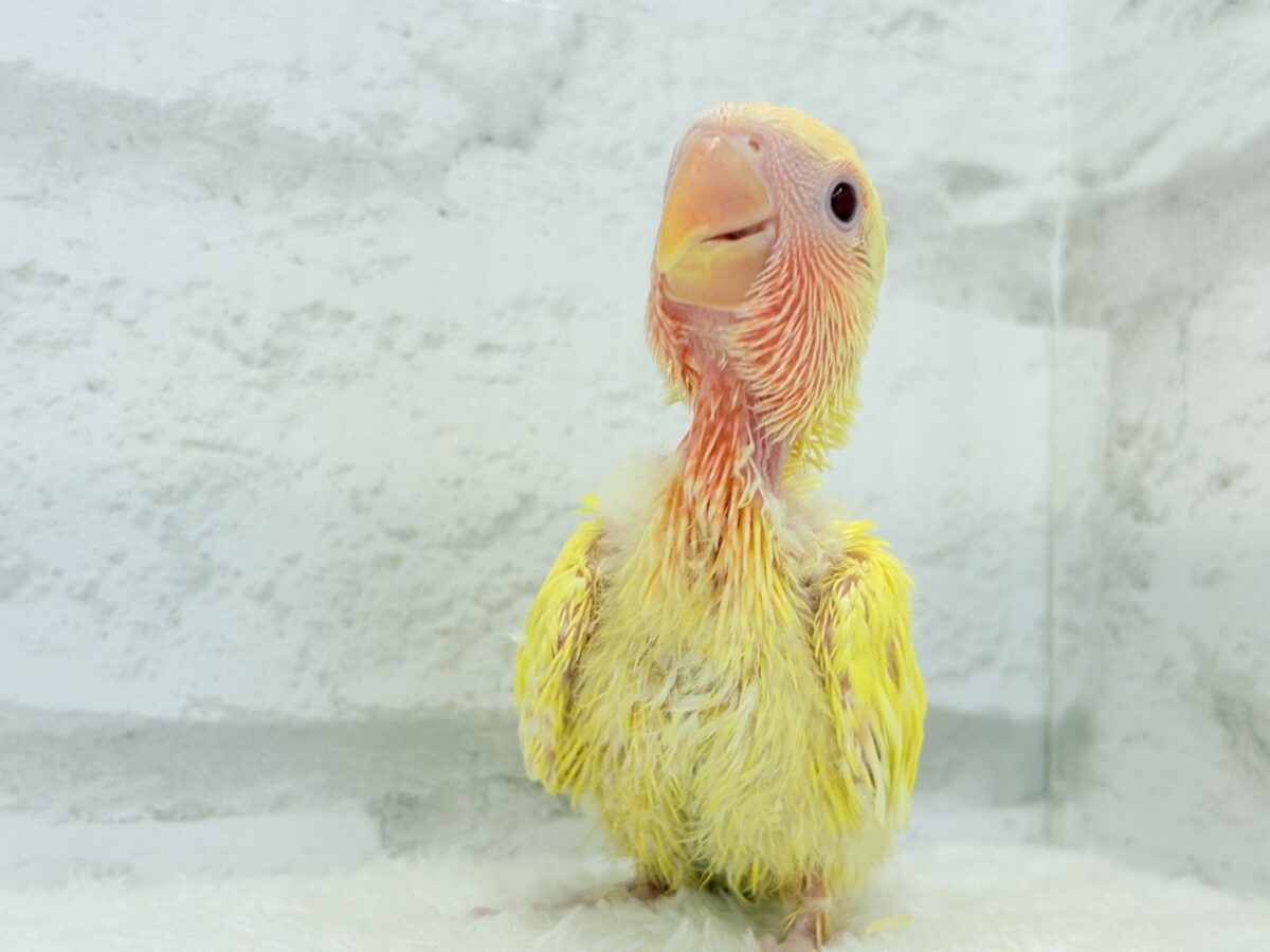 【最新画像更新🪄】フレッシュ果汁120%🐣🍋🫧コザクラインコ(ルチノー) ヒナ コザクラインコ(小桜インコ)