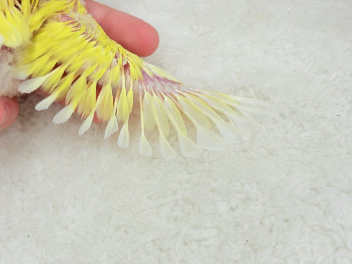 【最新画像更新🪄】フレッシュ果汁120%🐣🍋🫧コザクラインコ(ルチノー) ヒナ コザクラインコ(小桜インコ)