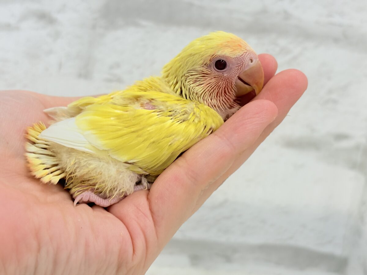 【最新画像更新🪄】フレッシュ果汁120%🐣🍋🫧コザクラインコ(ルチノー) ヒナ コザクラインコ(小桜インコ)