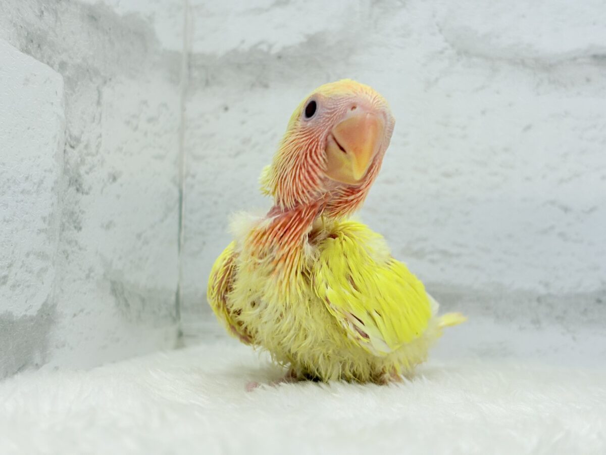 【最新画像更新🪄】フレッシュ果汁120%🐣🍋🫧コザクラインコ(ルチノー) ヒナ コザクラインコ(小桜インコ)