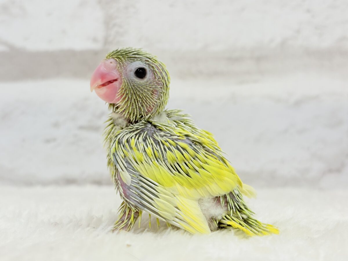 マメルリハ