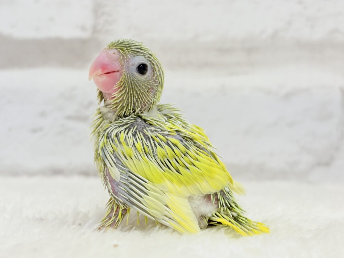 マメルリハ