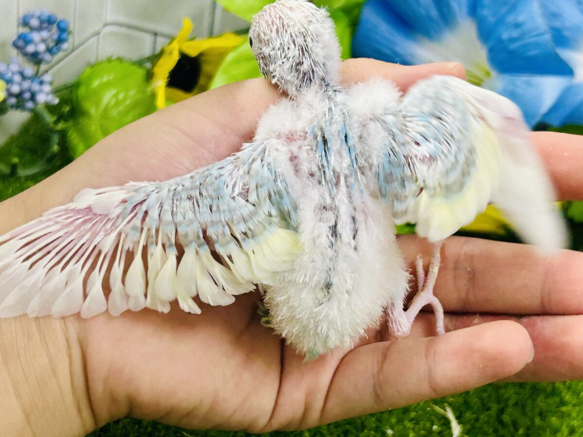 【最新画像更新☆☆】「ド派手にカラフルに」がモットーです! セキセイインコ セキセイインコ