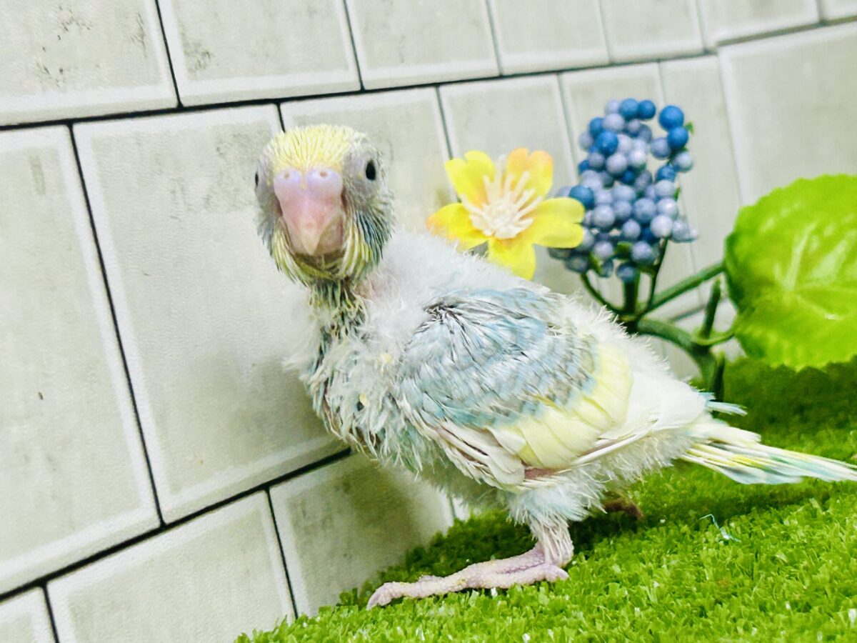 【最新画像更新☆☆】「ド派手にカラフルに」がモットーです! セキセイインコ セキセイインコ