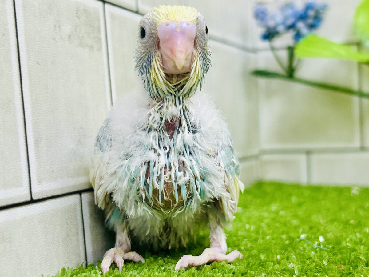 【最新画像更新☆☆】「ド派手にカラフルに」がモットーです! セキセイインコ セキセイインコ