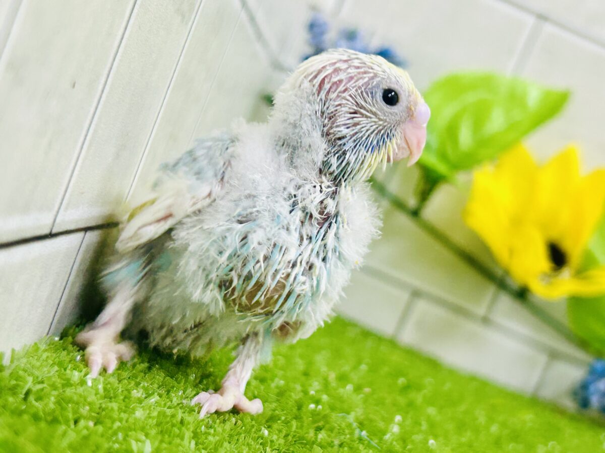 【最新画像更新☆☆】「ド派手にカラフルに」がモットーです! セキセイインコ セキセイインコ