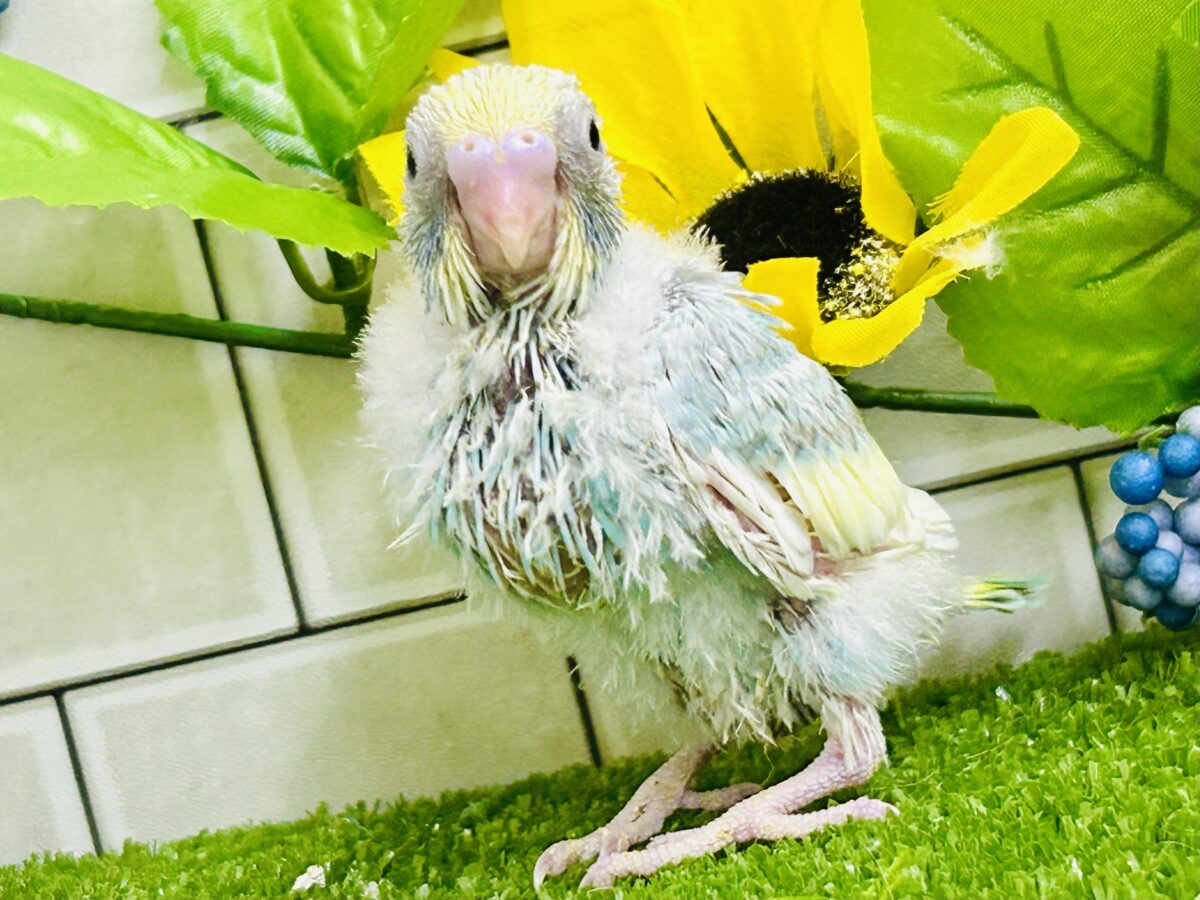 【最新画像更新☆☆】「ド派手にカラフルに」がモットーです! セキセイインコ セキセイインコ