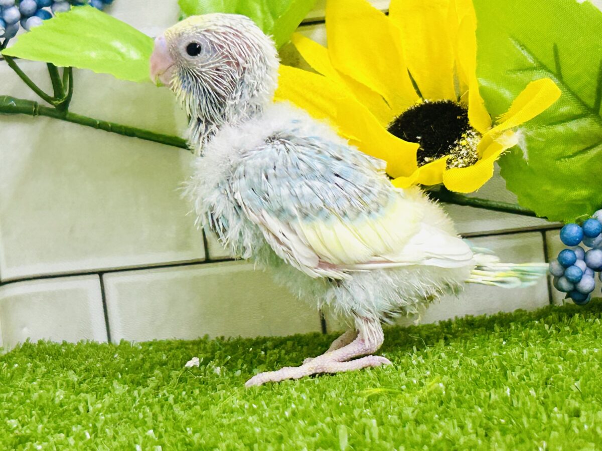 【最新画像更新☆☆】「ド派手にカラフルに」がモットーです! セキセイインコ セキセイインコ