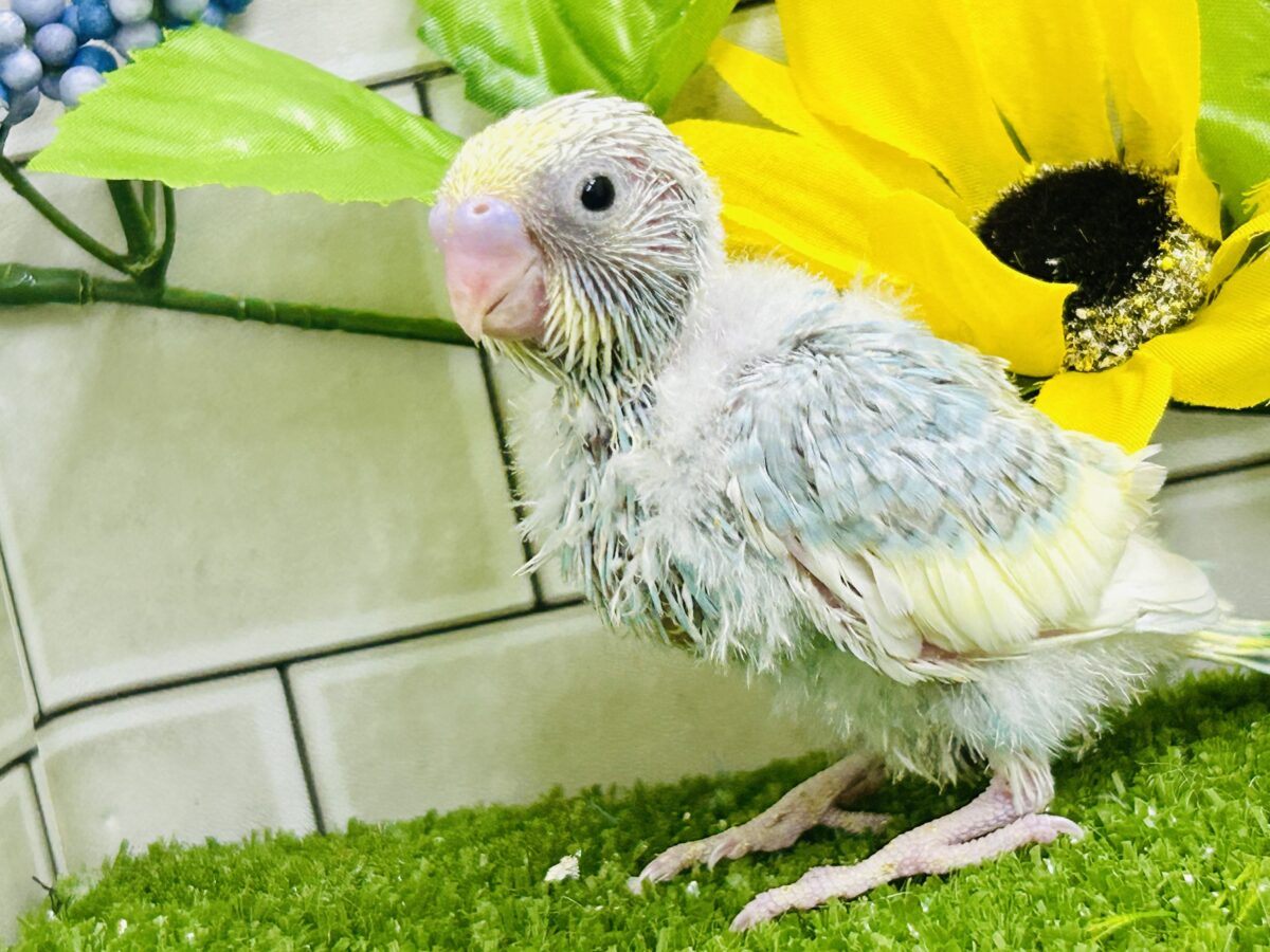 【最新画像更新☆☆】「ド派手にカラフルに」がモットーです! セキセイインコ セキセイインコ