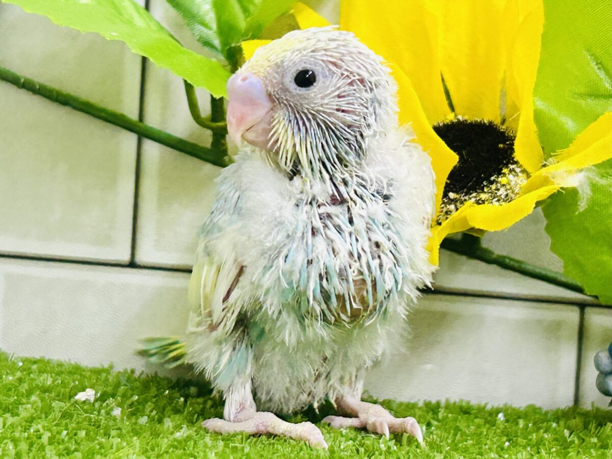 【最新画像更新☆☆】「ド派手にカラフルに」がモットーです! セキセイインコ セキセイインコ