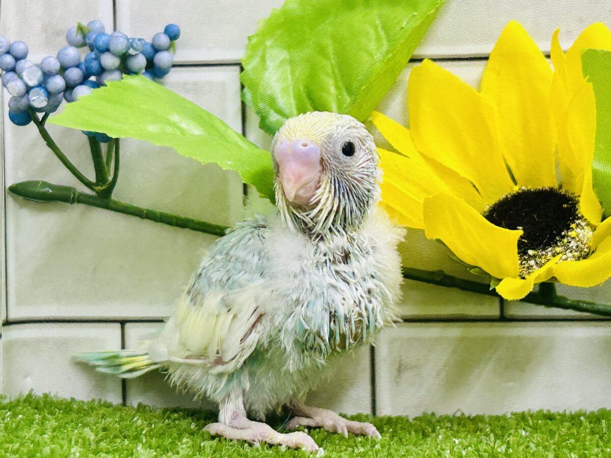 【最新画像更新☆☆】「ド派手にカラフルに」がモットーです! セキセイインコ セキセイインコ