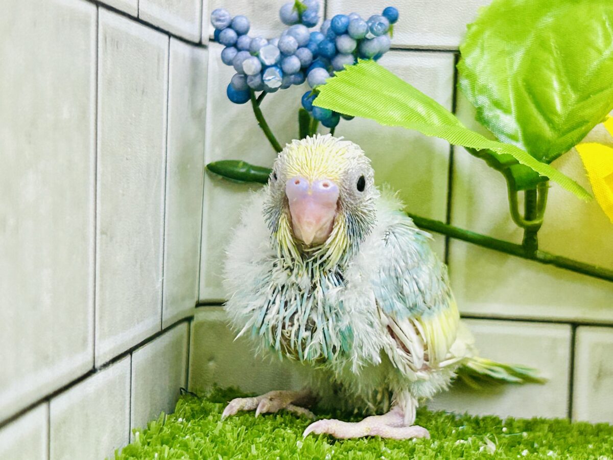 【最新画像更新☆☆】「ド派手にカラフルに」がモットーです! セキセイインコ セキセイインコ