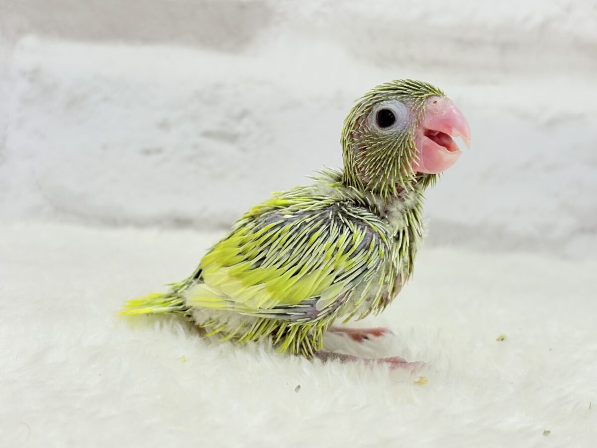 マメルリハ