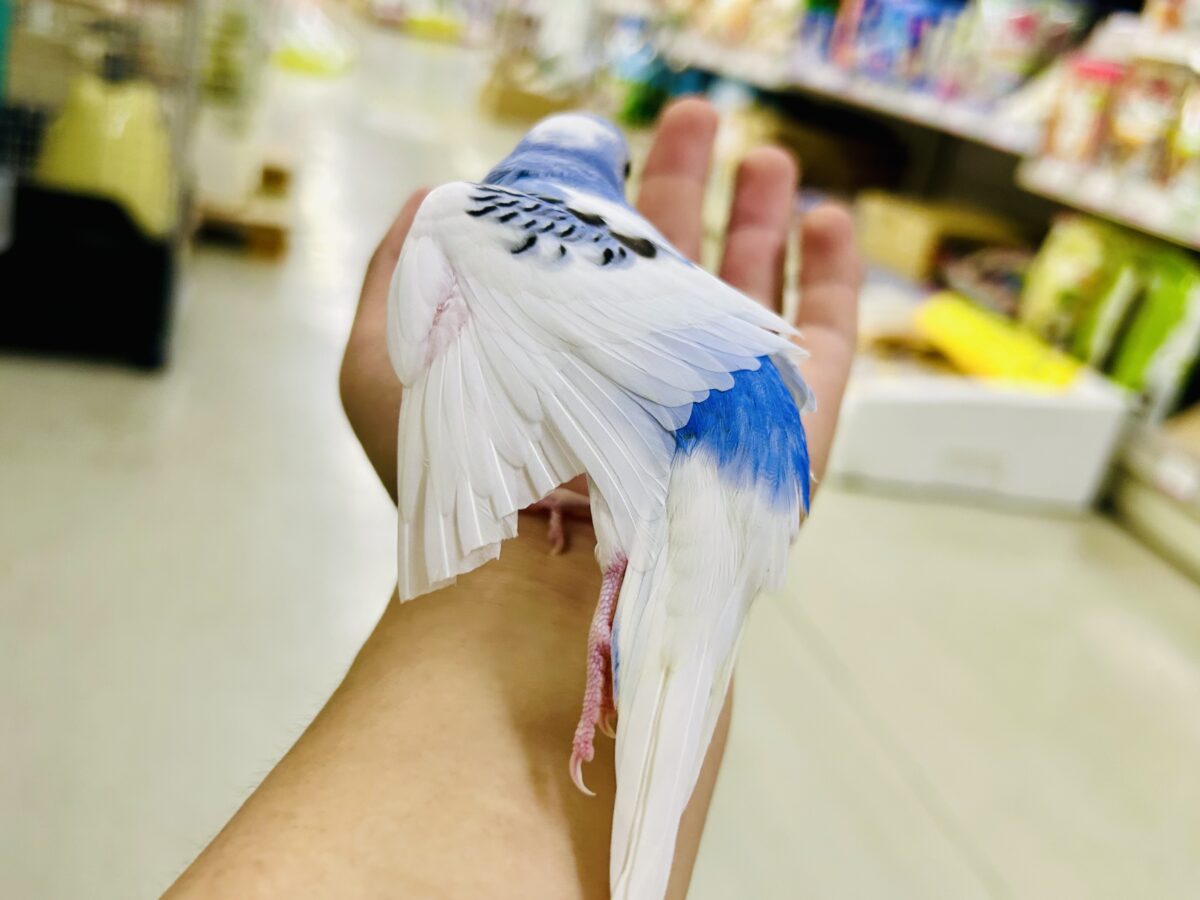 【最新画像更新☆☆】🌊ざっぷーん🌊ハレゾラにHELLO❕☀️セキセイインコ(ブルーパイド/2026年7月生まれ) セキセイインコ