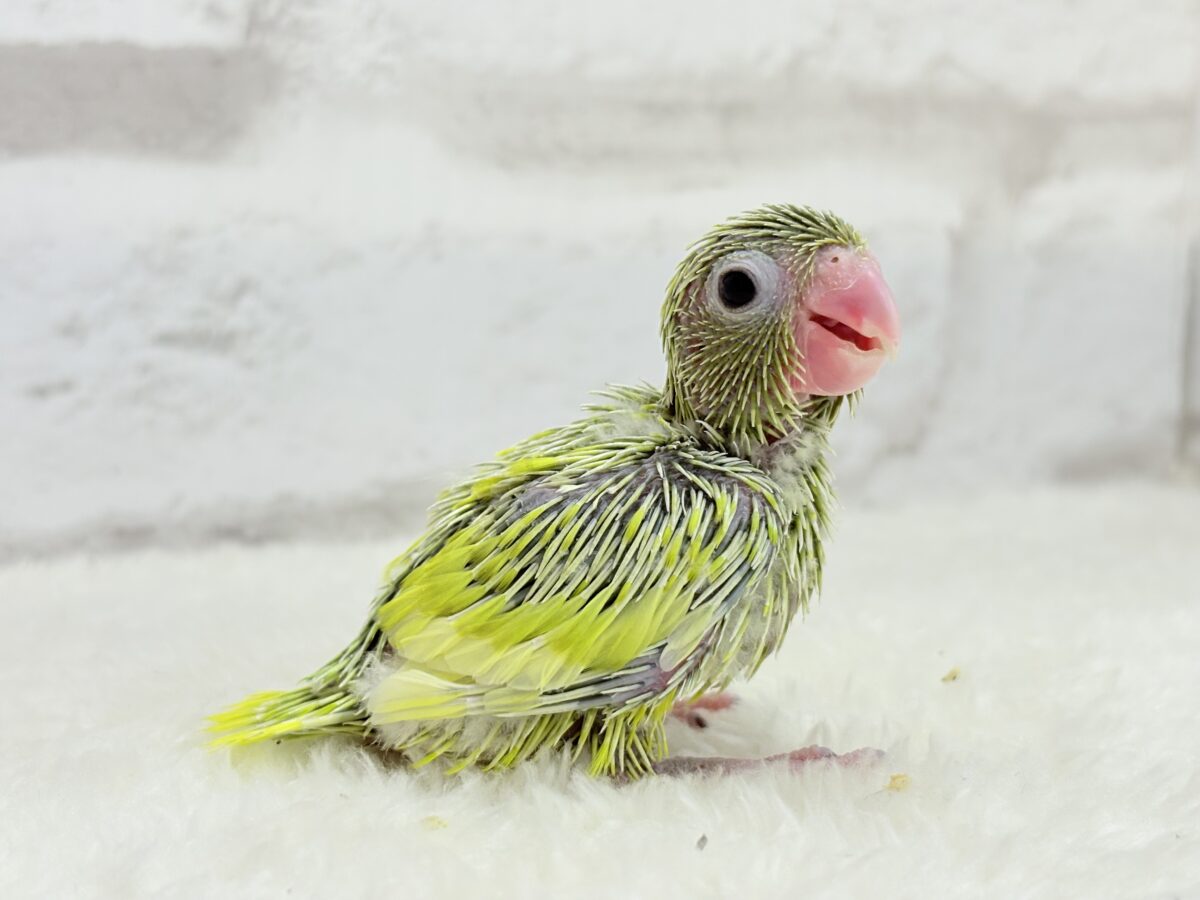 マメルリハ