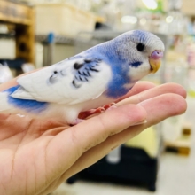 【最新画像更新☆☆】🌊ざっぷーん🌊ハレゾラにHELLO❕☀️セキセイインコ(ブルーパイド/2026年7月生まれ)
