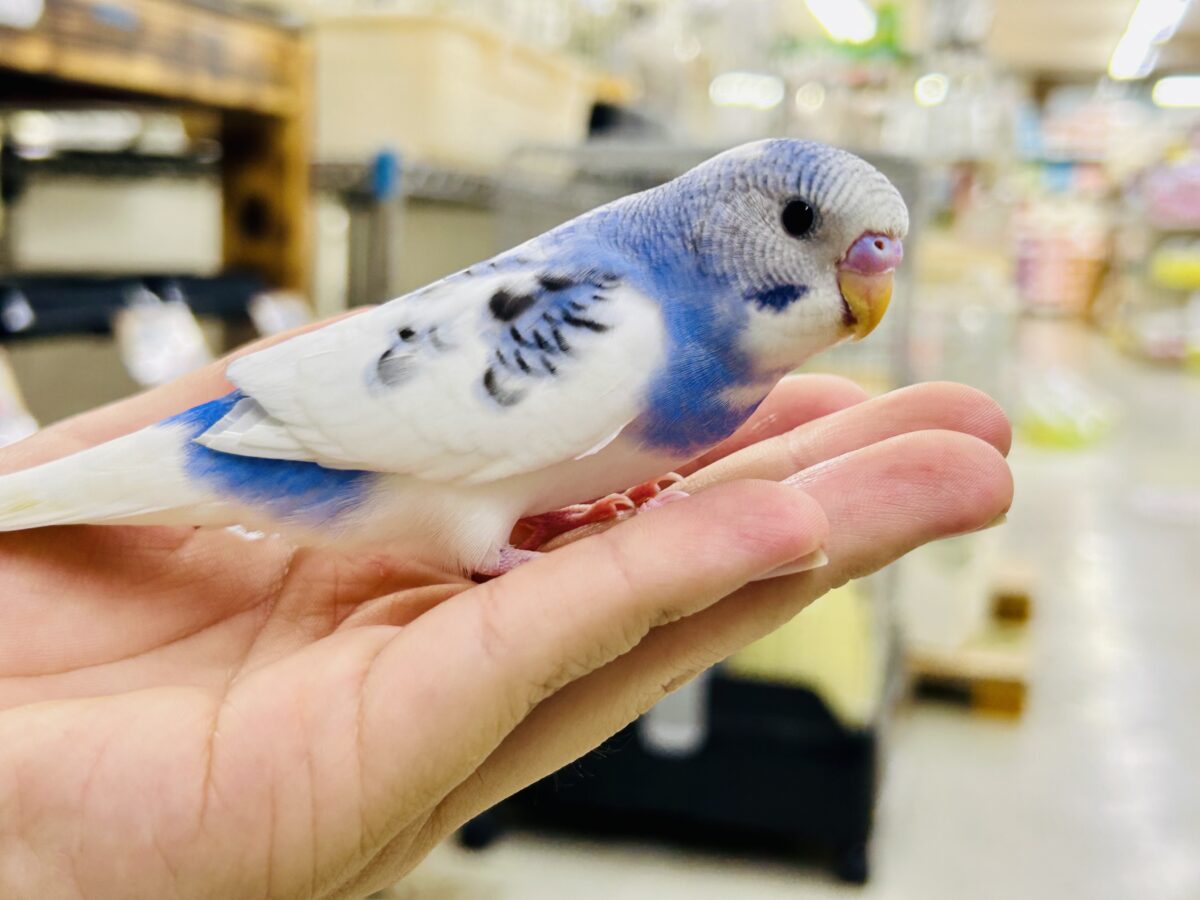 【最新画像更新☆☆】🌊ざっぷーん🌊ハレゾラにHELLO❕☀️セキセイインコ(ブルーパイド/2026年7月生まれ) セキセイインコ