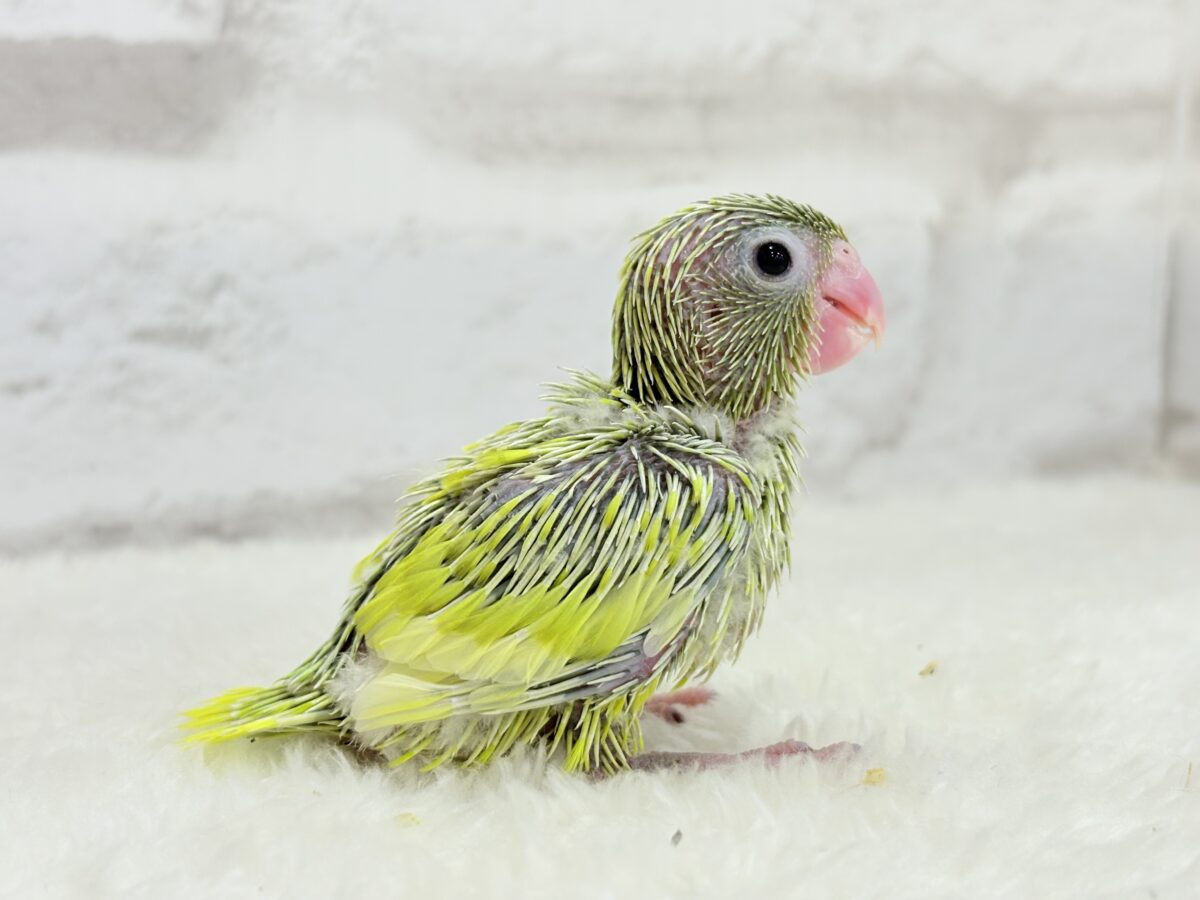 マメルリハ