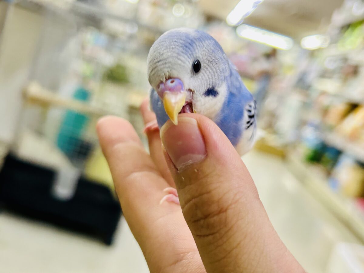 【最新画像更新☆☆】🌊ざっぷーん🌊ハレゾラにHELLO❕☀️セキセイインコ(ブルーパイド/2026年7月生まれ) セキセイインコ