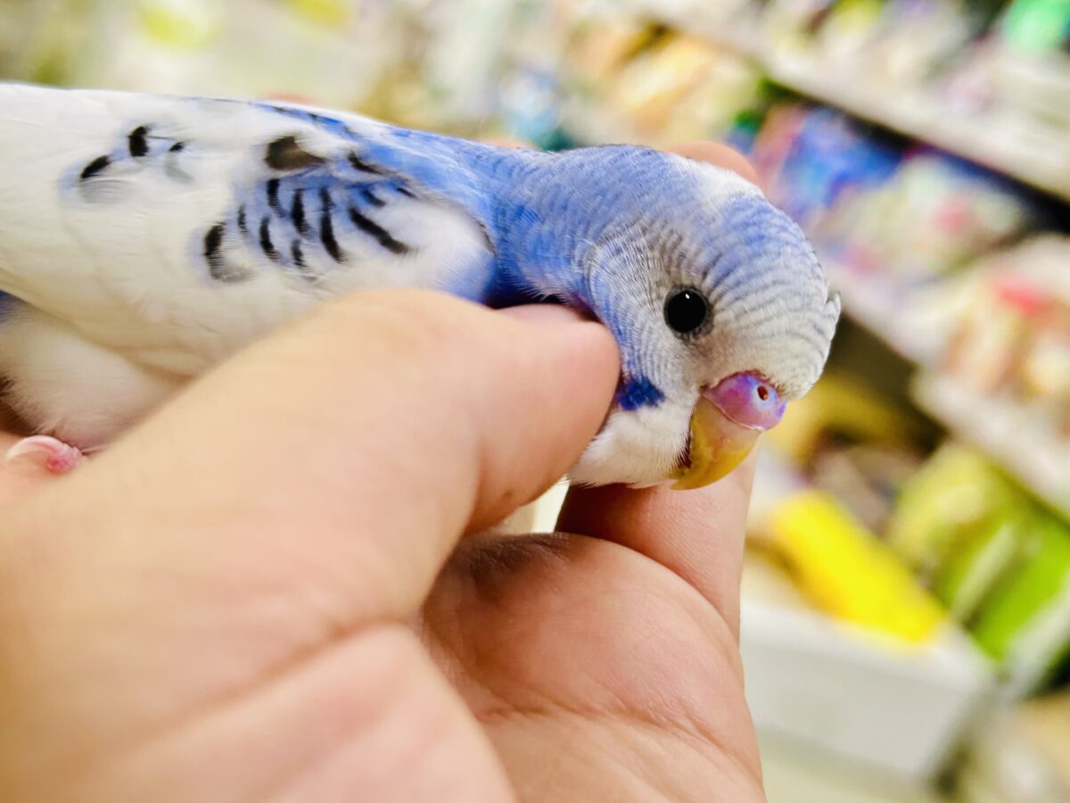 【最新画像更新☆☆】🌊ざっぷーん🌊ハレゾラにHELLO❕☀️セキセイインコ(ブルーパイド/2026年7月生まれ) セキセイインコ