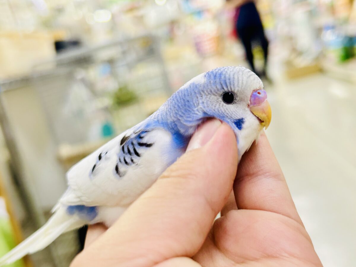 【最新画像更新☆☆】🌊ざっぷーん🌊ハレゾラにHELLO❕☀️セキセイインコ(ブルーパイド/2026年7月生まれ) セキセイインコ