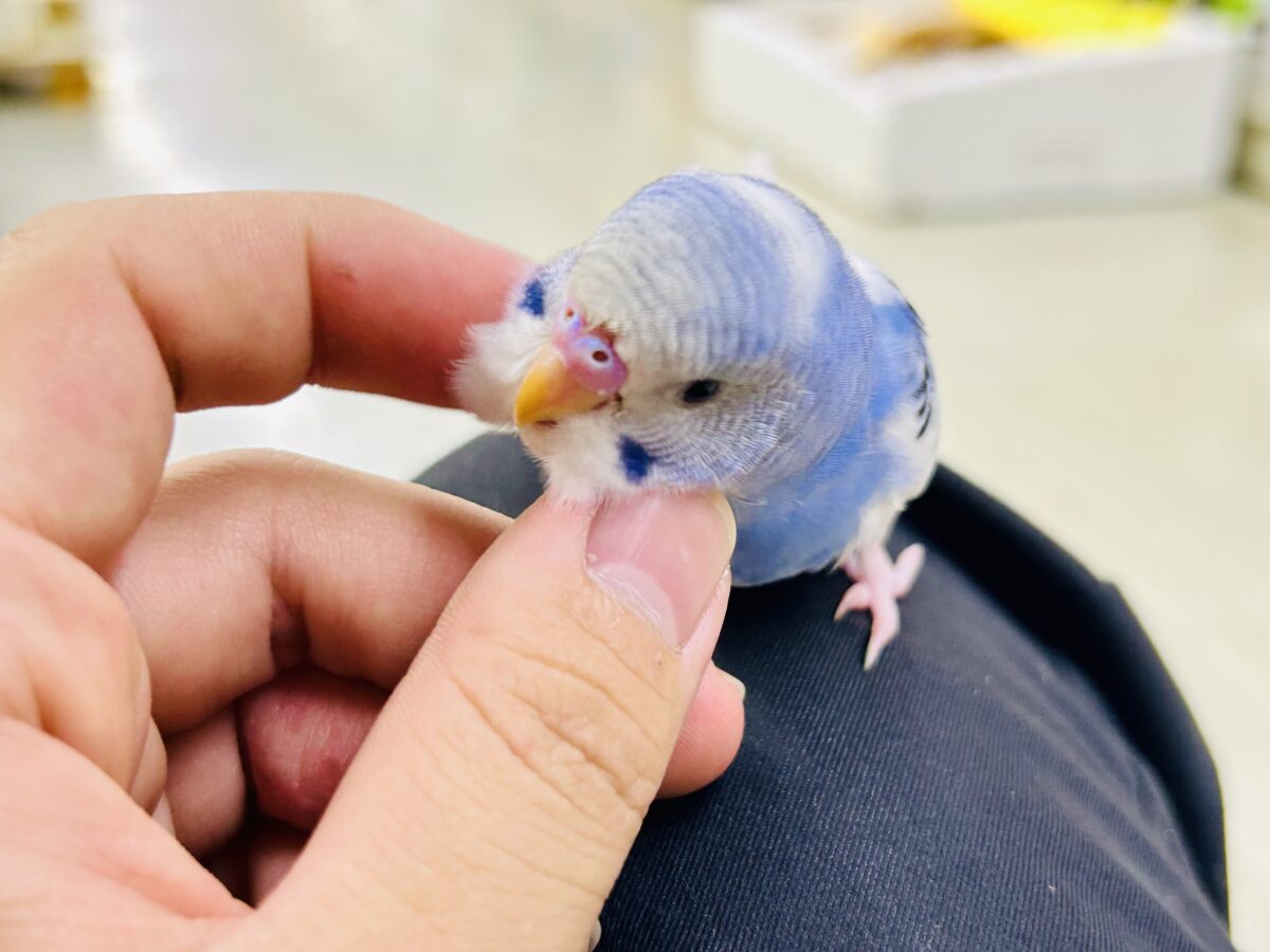 【最新画像更新☆☆】🌊ざっぷーん🌊ハレゾラにHELLO❕☀️セキセイインコ(ブルーパイド/2026年7月生まれ) セキセイインコ