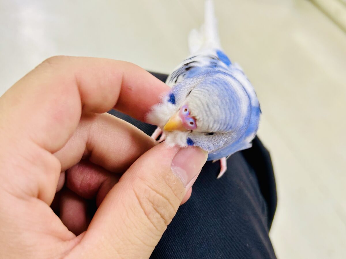 【最新画像更新☆☆】🌊ざっぷーん🌊ハレゾラにHELLO❕☀️セキセイインコ(ブルーパイド/2026年7月生まれ) セキセイインコ