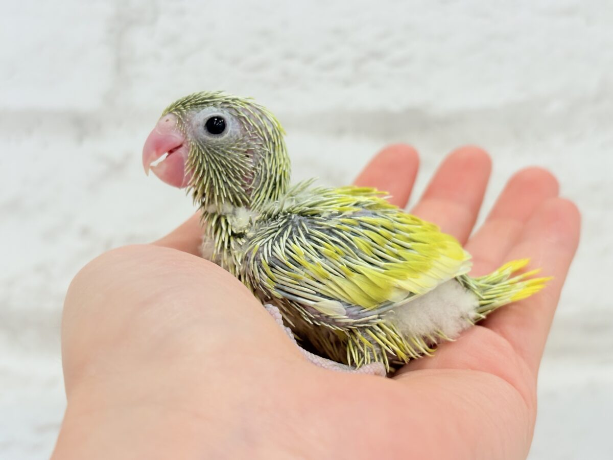 マメルリハ