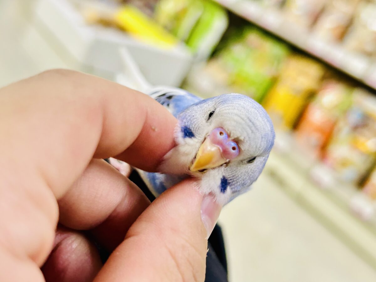 【最新画像更新☆☆】🌊ざっぷーん🌊ハレゾラにHELLO❕☀️セキセイインコ(ブルーパイド/2026年7月生まれ) セキセイインコ