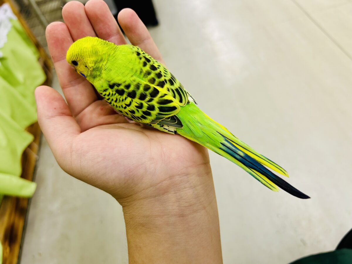 【最新画像更新☆☆】陽の光輝け☀️𓈒𓏸マスカット❕💚🍇セキセイインコ(グリーンオパーリン/2026年7月生まれ) セキセイインコ
