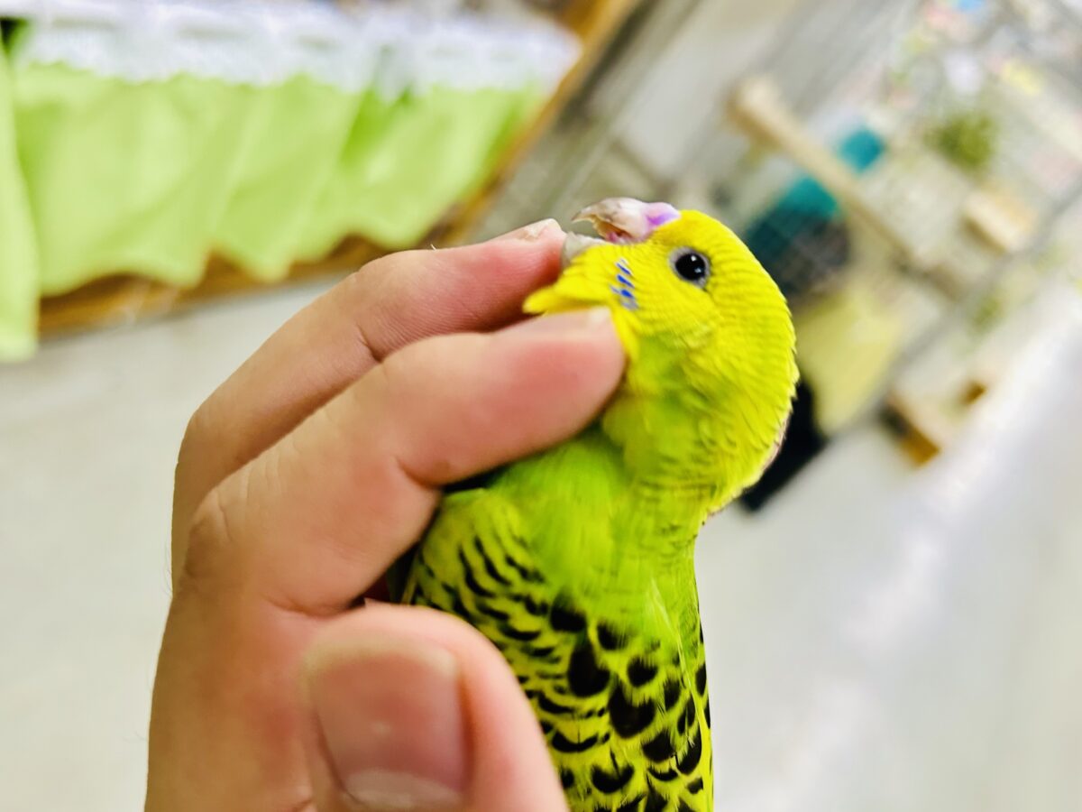 【最新画像更新☆☆】陽の光輝け☀️𓈒𓏸マスカット❕💚🍇セキセイインコ(グリーンオパーリン/2026年7月生まれ) セキセイインコ