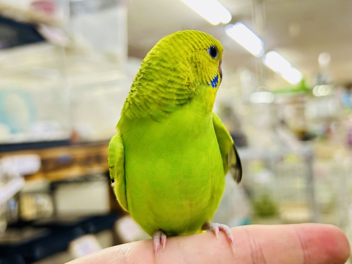 【最新画像更新☆☆】陽の光輝け☀️𓈒𓏸マスカット❕💚🍇セキセイインコ(グリーンオパーリン/2026年7月生まれ) セキセイインコ